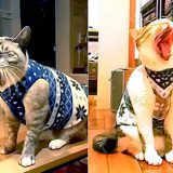 猫の冬用お洋服